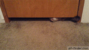fat-cute-cat-going-under-door